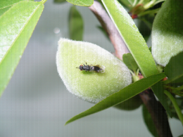 Eurytoma amygdali, guêpe adulte sur amande